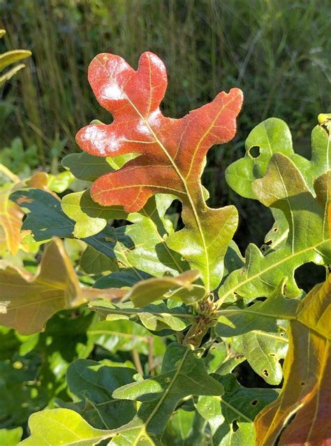 Quercus stellata - Trees and Shrubs Online