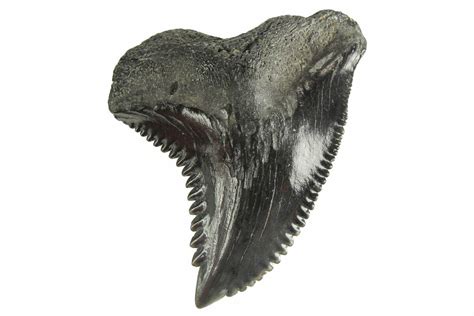 1.31" Snaggletooth Shark (Hemipristis) Tooth - South Carolina (#261297) For Sale - FossilEra.com