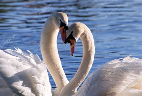 Two swans on lake — Stock Photo © telos9 #1375581