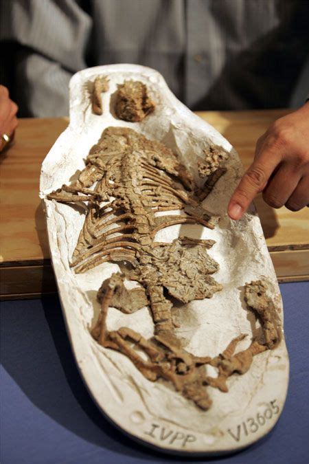 Dinosaur Fossil Found in Mammal's Stomach | Live Science