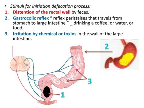 Defecation process