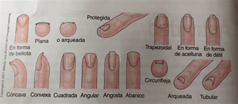 Estructura de la Uña | Tipos de uñas, Tutorial de uñas acrilicas, Tipo ...