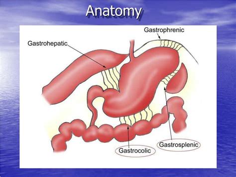 PPT - Joint Hospital Grand Round Management of Chronic Gastric Volvulus ...