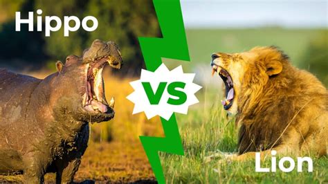 Hippo vs Lion: Who Would Win in a Fight? - IMP WORLD