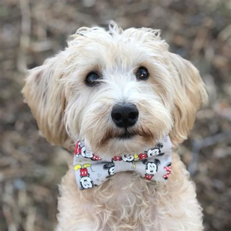 Westiepoo: West Highland White Terrier & Poodle - The Dogman