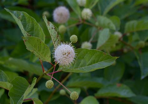 Maryland Biodiversity Project - Common Buttonbush (Cephalanthus ...