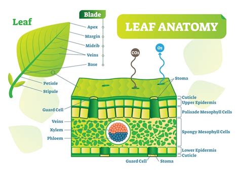 Premium Vector | Biological leaf anatomy vector illustration diagram