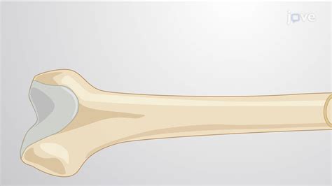 Growth of Cartilage and Bone Tissue - Concept | Cell Biology | JoVe