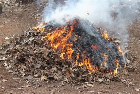 Is Burning Leaves Bad For the Environment? - Conserve Energy Future