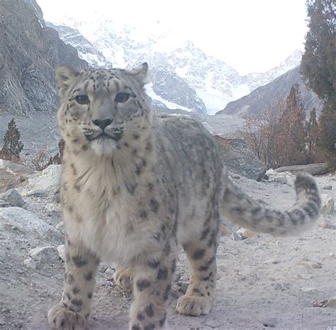 Celebrating Local Champions of Snow Leopard Conservation – Snow Leopard Conservancy