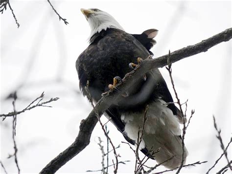 In Boston area, the bald eagle population is soaring - The Boston Globe