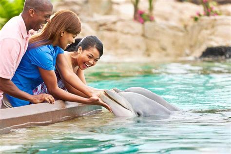 Dolphin Cove | SeaWorld Orlando Discount Tickets | Undercover Tourist