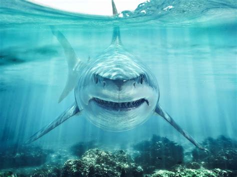 Shark Says "Oh, Hi" To Kayaker While Fishing - A-Z Animals