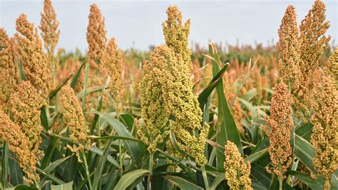 Impact of Irrigation Frequency on Yield and Quality of Forage Sorghum ...