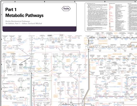 38+ Diagram Of Metabolic Pathways - SomhairleRae