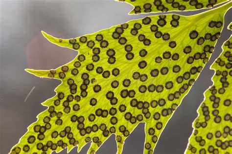 Fern spores on leaf. stock photo. Image of frond, spore - 86008806