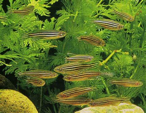 Animal World of Water: Zebra Danio (Danio rerio)