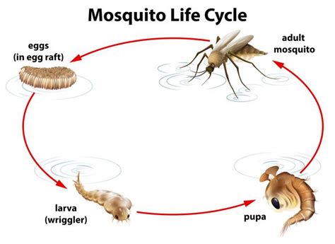 The life cycle of a mosquito | Mosquito larvae, Mosquito life cycle ...