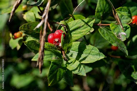 Poisonous Red Berries of Tartarian Bush Honeysuckle. Lonicera maackii ...