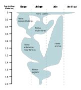 Template:Other versions/Human evolution chart - Wikimedia Commons