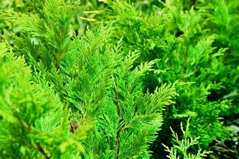 Cedar tree Stock Photos, Royalty Free Cedar tree Images | Depositphotos