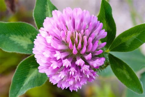 Purple Clover Flower | anwrak | Flickr