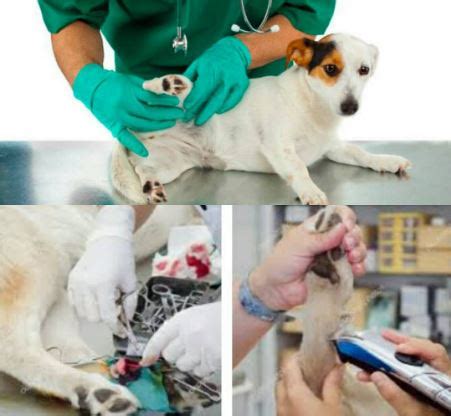 Dewclaw Removal Surgery For Dogs (Step By Step Approach) - Dogsforest,com