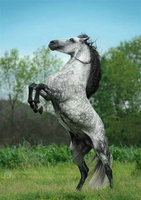 Dapple grey horse | Grey horse, Horses, Horse breeds