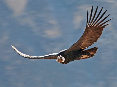 Andean condor at the "Condor Cross", Colca Canyon, Peru. N… | Flickr