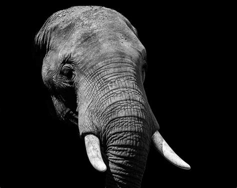 HD wallpaper: elephant, animals, Thailand | Wallpaper Flare