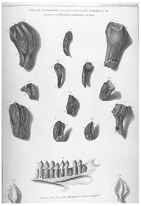 History of paleontology | Paleontology Wiki | Fandom