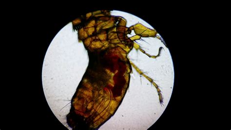 A flea digesting blood under a microscope : r/Damnthatsinteresting