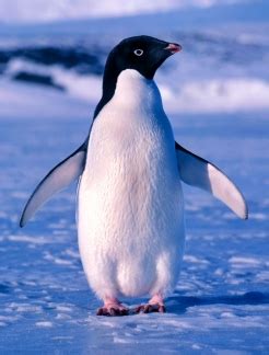 Adelie Penguin | Interesting Facts & Latest Photographs | All Wildlife Photographs