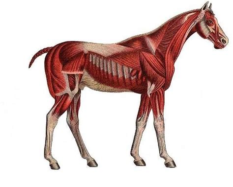 Equine Athletes & Musculoskeletal Dysfunction | Animals, Equines, Perissodactyla