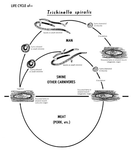 Trichinalis spiralis Life Cycle CDC - PICRYL - Public Domain Media Search Engine Public Domain ...