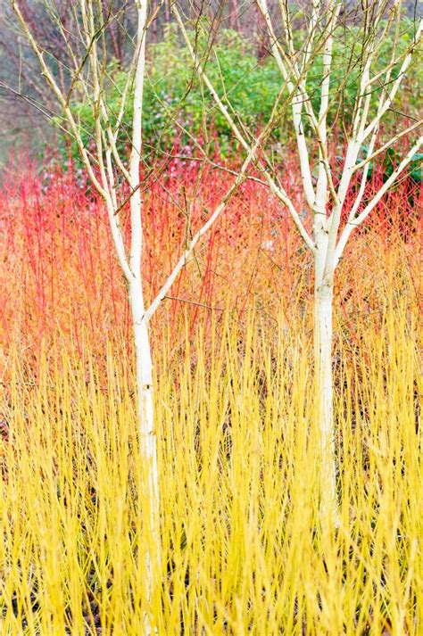 Buy Cornus Sanguinea Annys Winter Orange Hedging | Hopes Grove Nurseries