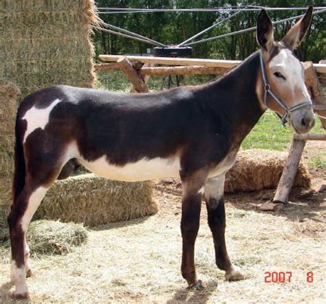 57 best Mule & Donkey Colors & Markings images on Pinterest | Beautiful horses, Pretty horses ...