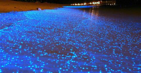 Bioluminescence On The Shore Of Vaadhoo Island In The Maldives ...