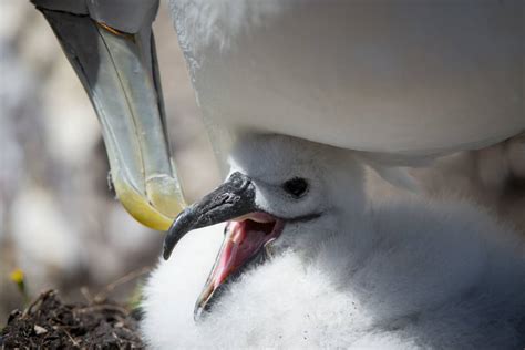 Man-made nests boost shy albatross breeding season | The Examiner ...