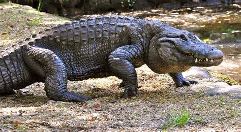 Walking Alligator photo by Joe Dube - NatureCoaster.com