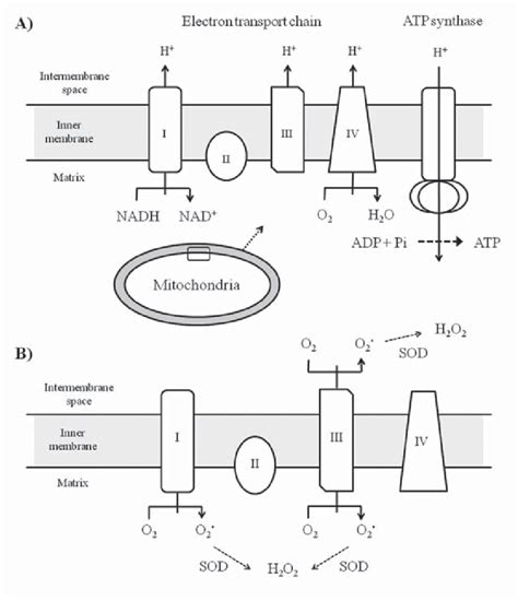 A) ATP synthesis on the mitochondrial inner membrane through the ...