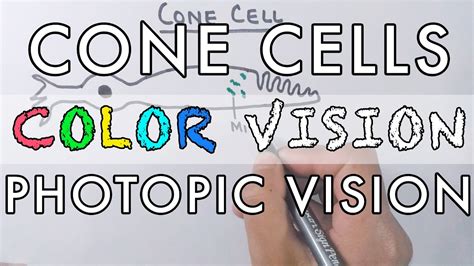 Cone Cells and the Color Vision - YouTube