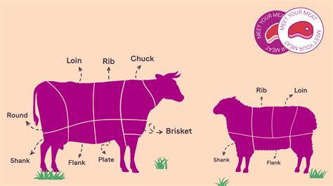 Meat 101: Learn Your Meat Cuts Before Eid - Breadfast