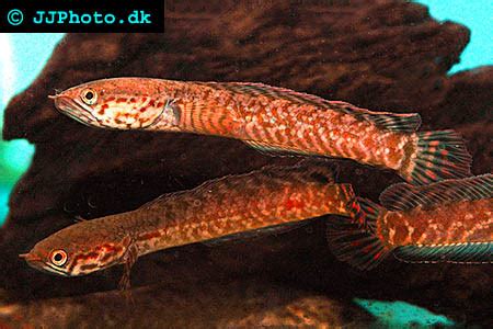 Rainbow Snakehead - Channa bleheri