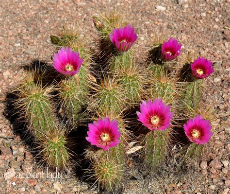 Cactus Flowers Color the Desert Landscape - Ramblings from a Desert Garden