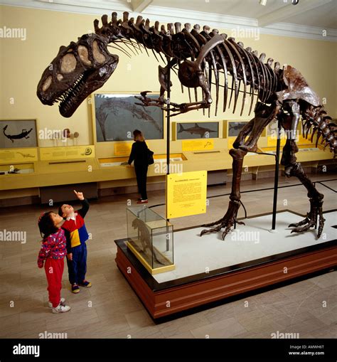 Dinosaur Hall At The Carnegie Museum Of Natural History, Pittsburgh ...