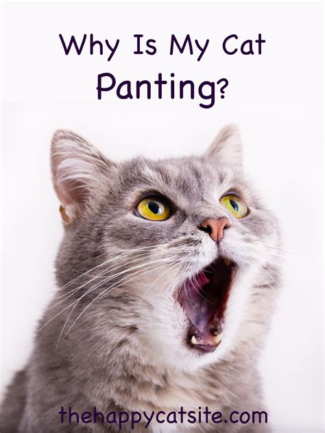 Heavy Breathing Cat - Why Is My Cat Panting or Breathing Fast?