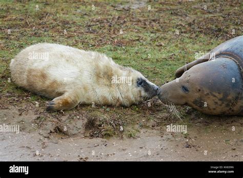 Grey Seal Pup Stock Photo - Alamy