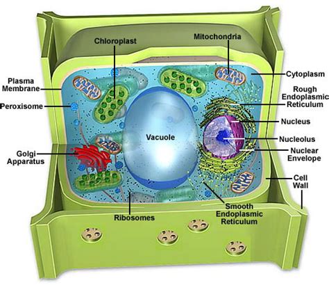 Molecular Expressions Cell Biology: Cell Structure - Plant Cell Model