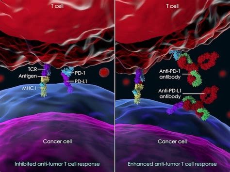 Immunotherapy for lung cancer: effectiveness, side effects